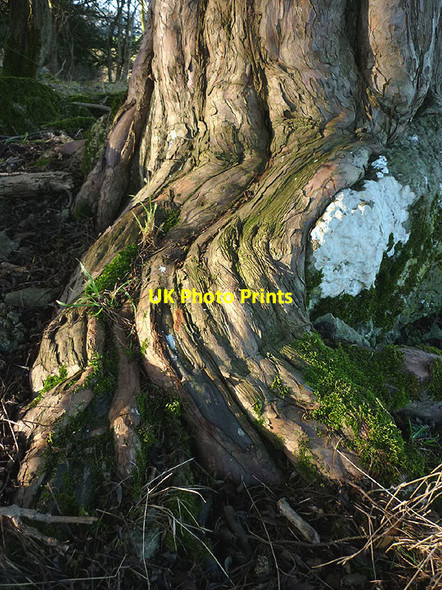 Photo 6"x4" Yew tree roots, Coldwell Meadow Carr Bank c2017