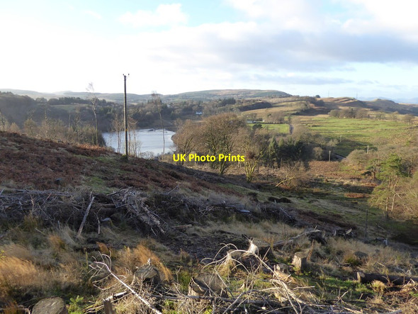 Photo 6"x4" Felled woodland above Carbeth Loch Blanefield\/NS5579 c2017
