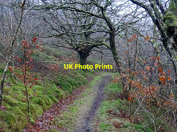 Photo 6"x4" Path through Coed Rheidol Ystumtuen c2017