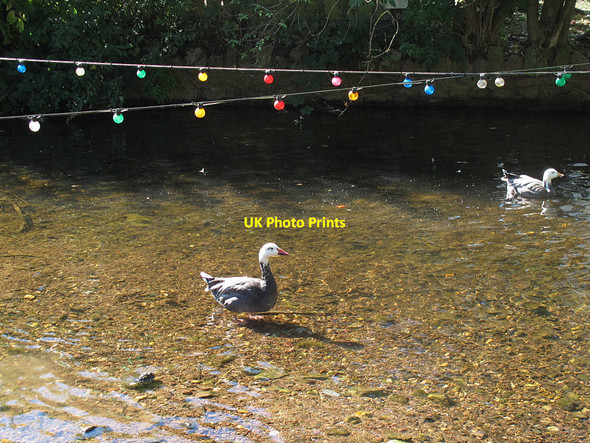 Photo 6"x4" Snow goose in Dawlish Water Dawlish c2016