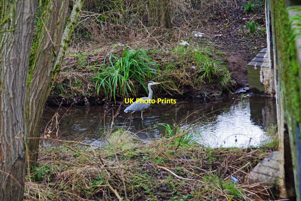 Photo 6"x4" Heron in the River Rea, Stirchley, Birmingham Stirchley\/SP0581 c2017