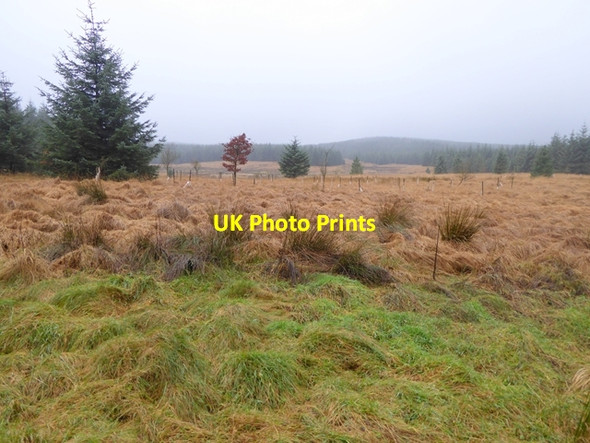 Photo 6"x4" Open land in Wark Forest Sweet Sike c2017