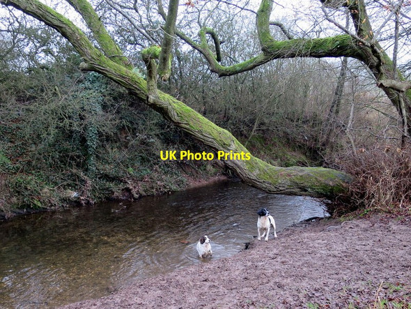 Photo 6"x4" A plunge in the River Arrow for a change Redditch c2016