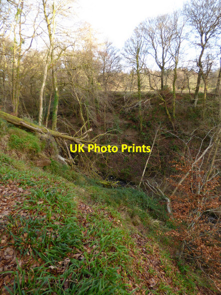 Photo 6"x4" Daff Glen Inverkip c2016