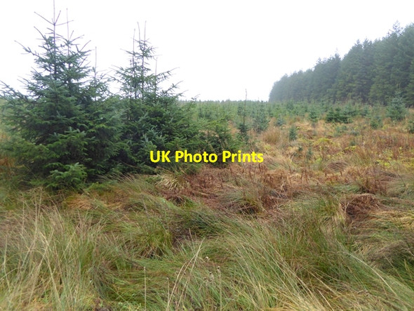 Photo 6"x4" Replanted area in Wark Forest Henshaw Common c2017