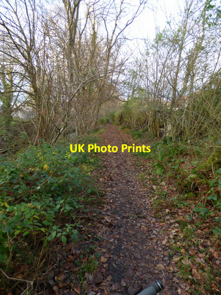 Photo 6"x4" Daff Glen footpath Inverkip c2016