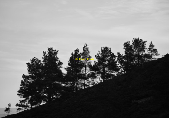 Photo 6"x4" On The Flank Of Eildon Mid Hill Melrose\/NT5434 c2017