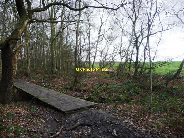 Photo 6"x4" Boardwalk on the northern edge of Seckar Wood Newmillerdam c2017