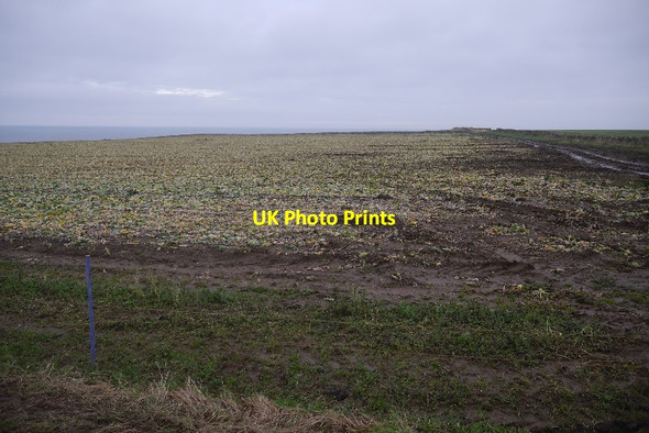 Photo 6"x4" Harvested cabbage field, Boarhills Boarhills c2017