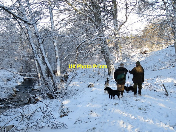 Photo 6"x4" On the banks of the Altyre burn near Craigroy Logie\/NJ0150 c2017