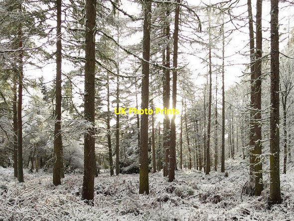 Photo 6"x4" Snow-muffled silence of the woods at Altyre Logie\/NJ0150 c2017