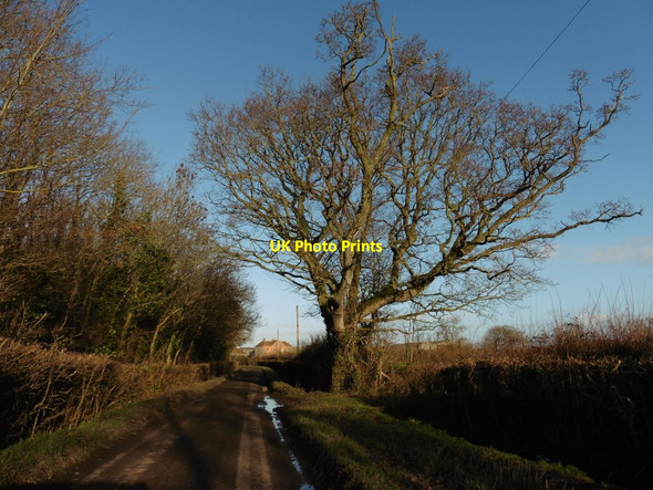 Photo 6"x4" Northbrook Road Ashcott c2017