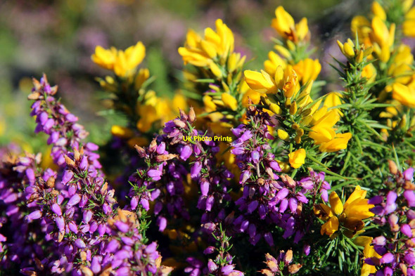 Photo 6"x4" Heather and Gorse on Mynydd Tir-y-cwmwd Tan-y-mynydd\/SH3230 c2015