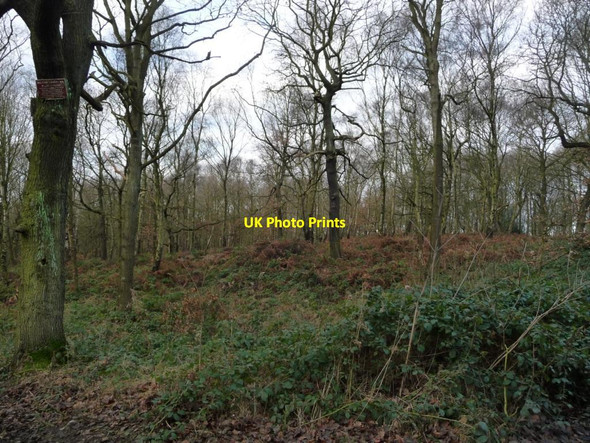 Photo 6"x4" Woodland on the western edge of Houghton Common Grimethorpe c2017