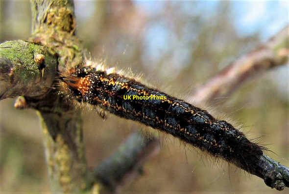 Photo 6"x4" Drinker moth caterpillar, Brede High Woods Chitcombe c2009