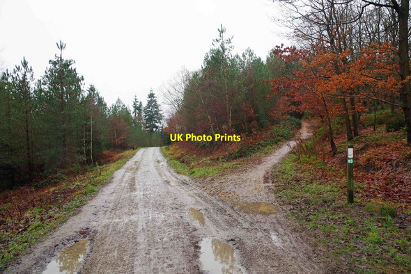 Photo 6"x4" Junction of forestry road and track in the Wyre Forest, near Callow Hill, Worcs Long Bank\/SO7674 c2017