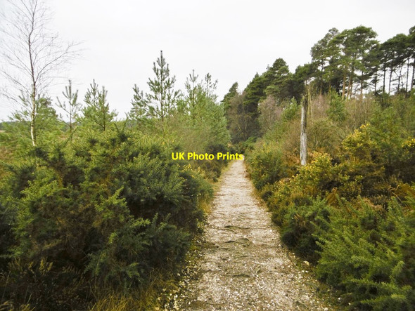 Photo 6"x4" Morden, bridleway Sherford\/SY9193 c2017