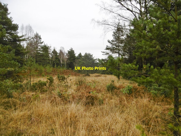 Photo 6"x4" Morden, scrub Sherford\/SY9193 c2017