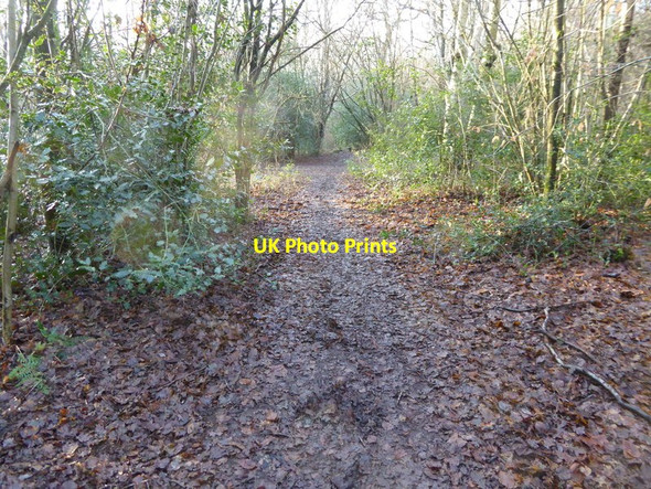 Photo 6"x4" Track on Henfield Common looking west Nep Town c2017