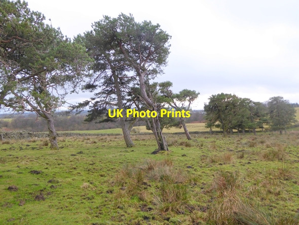Photo 6"x4" Scots Pines Cotherstone c2017