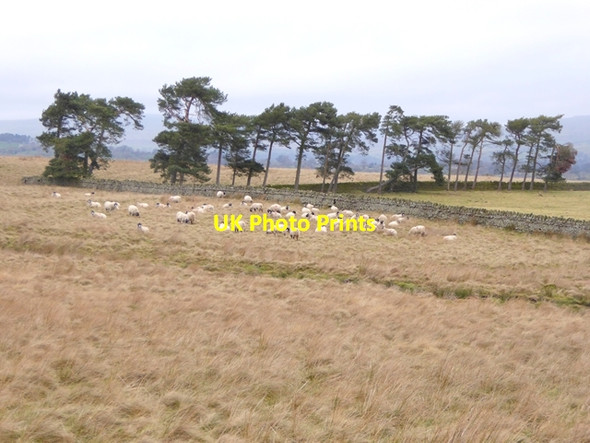 Photo 6"x4" Sheep and Scots Pines near the Butter Stone Cotherstone c2017