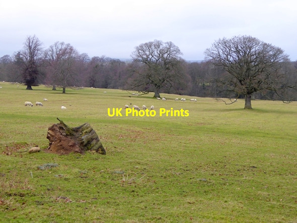 Photo 6"x4" Lartington Hall Park Lartington c2017
