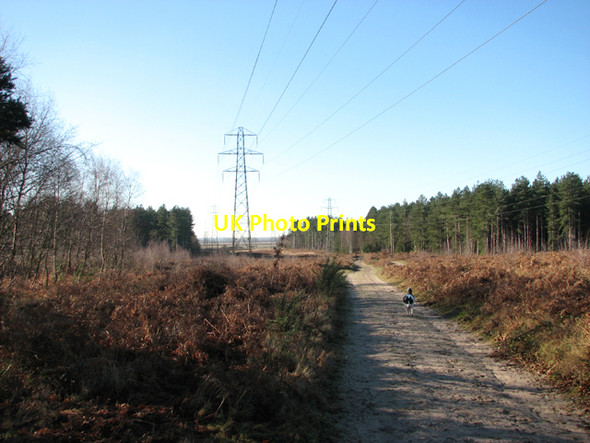 Photo 6"x4" Power lines in Fritton Wood Fritton\/TG4600 c2017