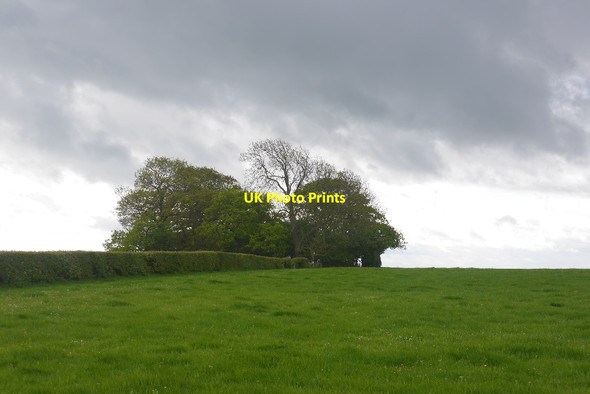 Photo 6"x4" Clump of trees, Brafferton Brafferton\/NZ2921 c2016