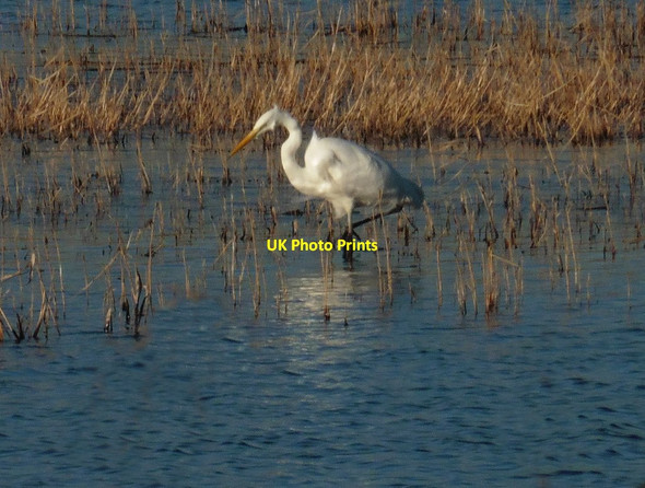 Photo 6"x4" Great White Egret at Ham Wall RSPB Nature Reserve Ashcott Corner c2017