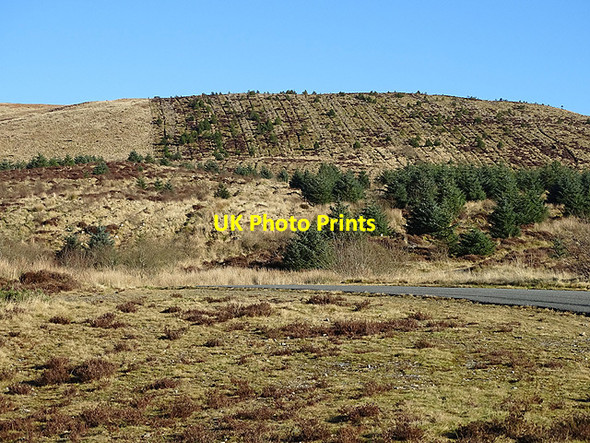 Photo 6"x4" Replanted clear-fell above Bwlch Pen-y-feidiog Ffridd D\u00f4l-y-moch c2017