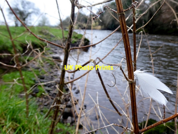 Photo 6"x4" A captive feather, Tattynure Mountjoy\/H4277 c2017