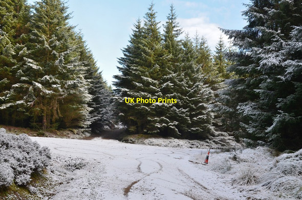 Photo 6"x4" Forest road junction, Leithenwater Forest Williamslee c2017