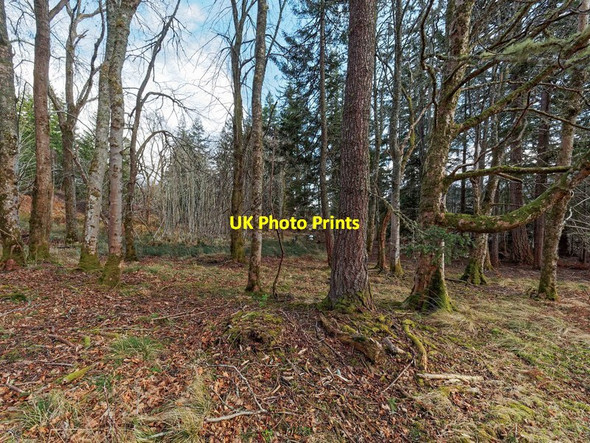 Photo 6"x4" Woodland above the Falls of Orrin Coul of Fairburn c2017
