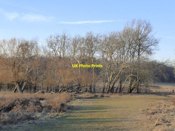 Photo 6"x4" Lower Pen Pond Plantation in January (1) Richmond\/TQ1874 c2017