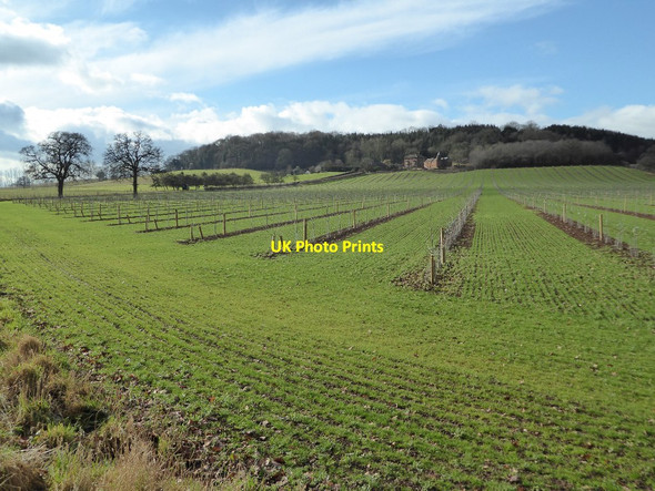 Photo 6"x4" Wallhills Farm and young orchard Ledbury c2017