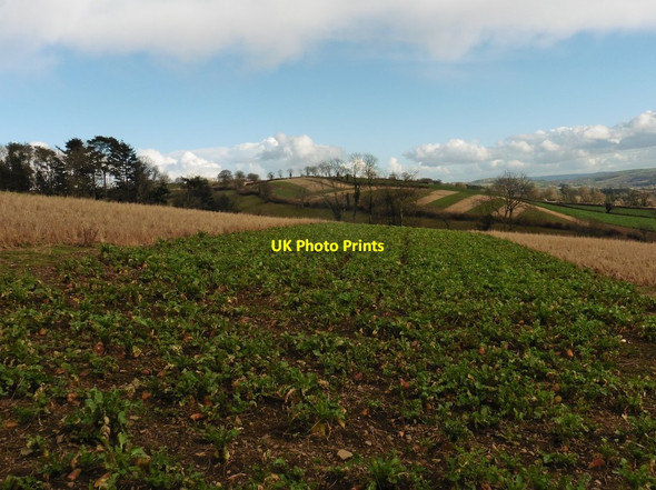 Photo 6"x4" Fields above Hayne Farm Bury\/SS9427 c2017