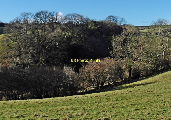 Photo 6"x4" Pond Cleeve Copse Skilgate c2017