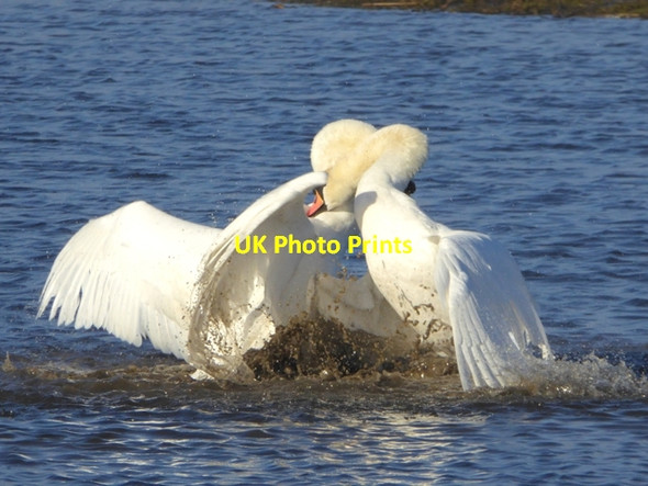 Photo 6"x4" Swans mating ritual Haverton Hill c2017