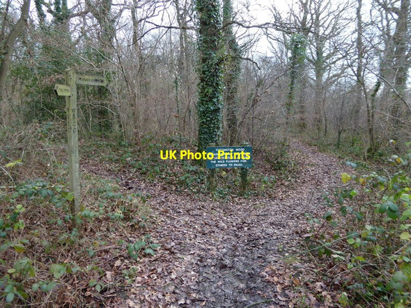 Photo 6"x4" Path in Tottington Wood Local Nature Reserve Small Dole c2017