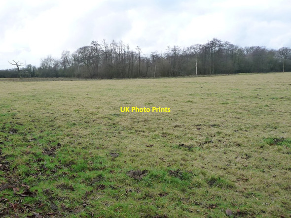 Photo 6"x4" Woodland surrounding ponds, off Springs Lane Bickerton\/SE4550 c2017