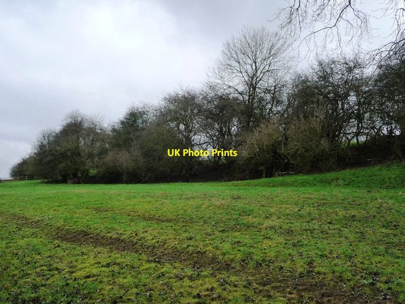 Photo 6"x4" Trees on Mill Hill, near Walton Walton\/SE4447 c2017