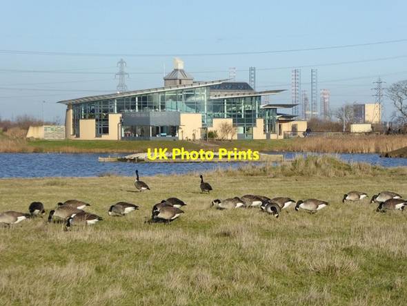 Photo 6"x4" Canada Geese at RSPB Saltholme Port Clarence c2017