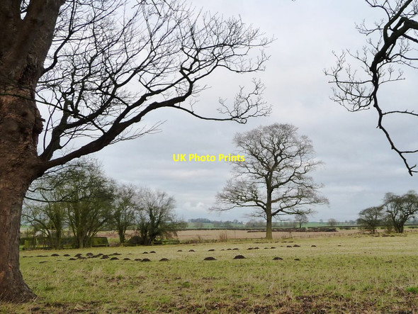 Photo 6"x4" Tree on a field boundary, east of Wighill's avenue Wighill c2017