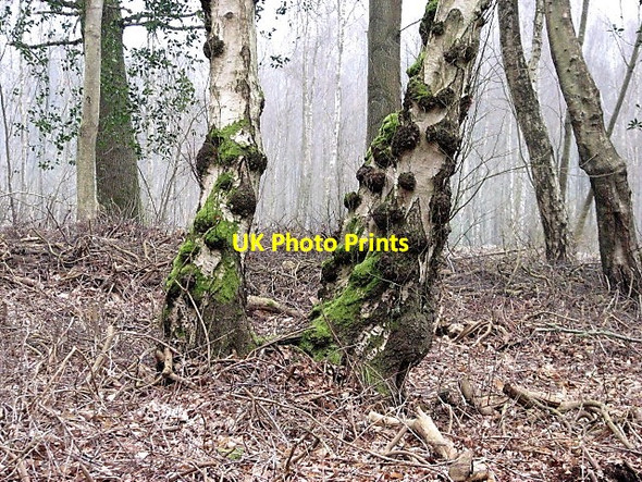 Photo 6"x4" Birch trunks with burrs, Brede High Woods Cripp's Corner c2011