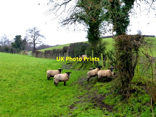 Photo 6"x4" Sheep sheltering along a hedge, Fernaghandrum Garvaghy c2017