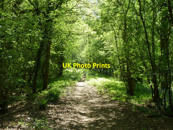 Photo 6"x4" Bridleway, Baynard's Park Cranleigh c2011