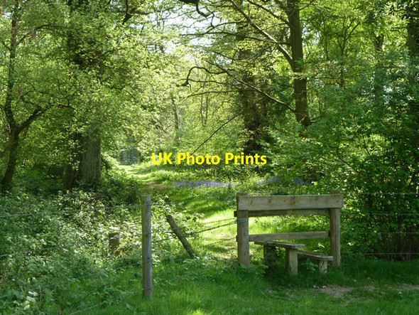 Photo 6"x4" Woodland path, Baynard's Park Ellen's Green c2011
