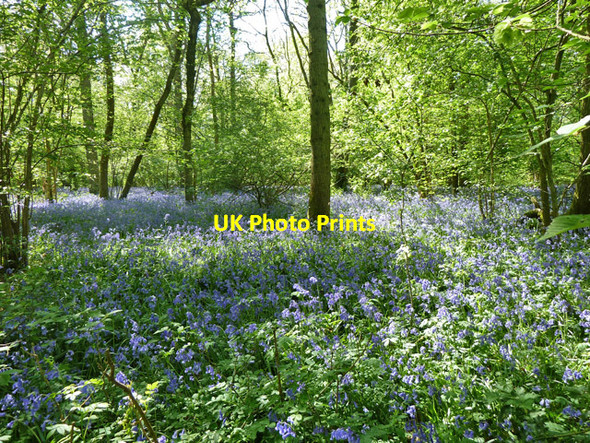 Photo 6"x4" Bluebells, Grub Copse Ellen's Green c2011