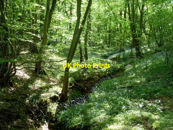 Photo 6"x4" Gill in Gravatt's Hanger Cox Green\/TQ0934 c2011