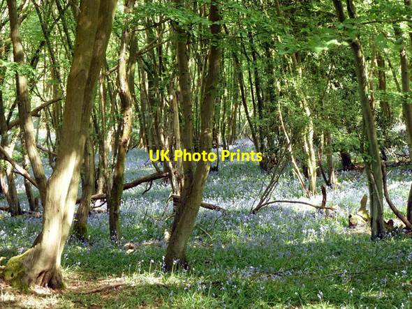 Photo 6"x4" Bluebells in Godley's Copse Cox Green\/TQ0934 c2011